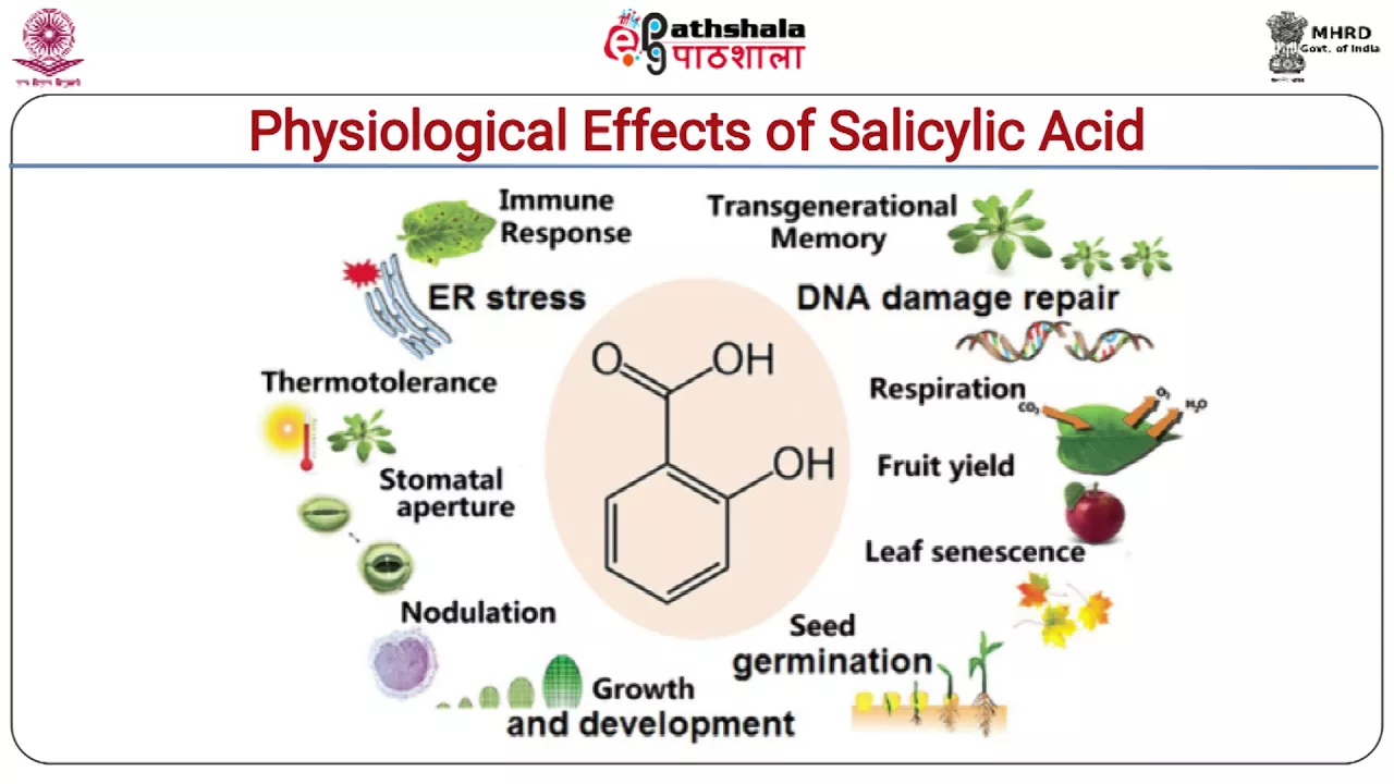 Salicylic Acid: Plant Hormone Biosynthesis & Signaling