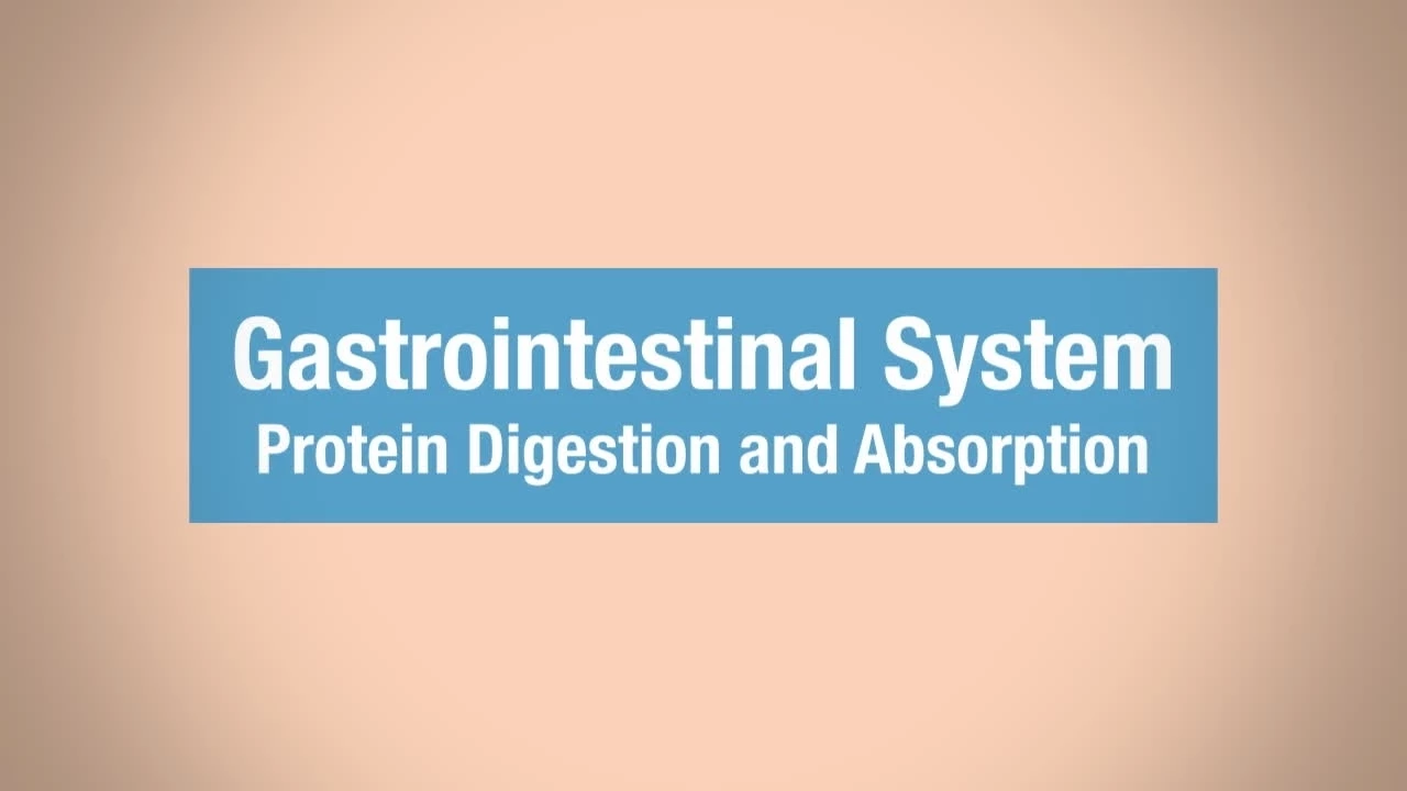 Human Physiology - Protein Digestion and Absorption