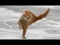 Lagu Funny Cats React to Crazy Weather 🤣 The Funniest CATS Video 2026