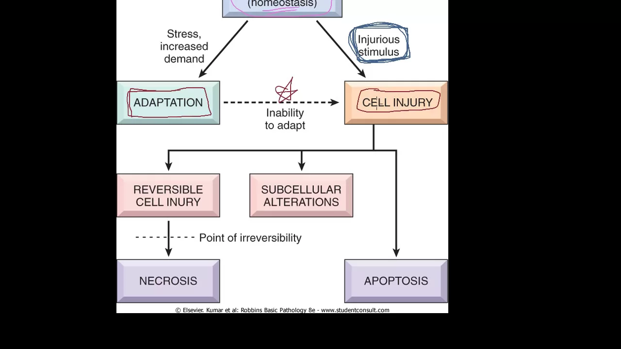 #1 - Introduction to pathology - etiology, pathogenesis, morphology terms, homeostasis, apoptosis
