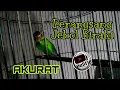 Download Lagu Masteran Untuk Jebol Birahi Menaikan Birahi Lovebird Dengan Cepat Jantan Maupun Betina