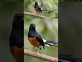 Lagu “Rekam Suara Masteran Murai Batu yang Lagi Viral – Biar Love Bird Ngiler”