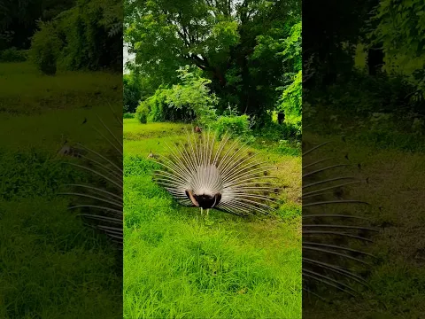 मोर मोरनी का खूबसूरत डांस करते हुए #peacock #birds