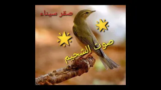 جديد صوت الشحيم اصيفر 2021  جديد صوت الشحيم اصيفر 2021