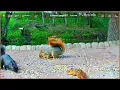 Critter Camp Rose City Trails Live Michigan Wildlife Cam Deer Turkeys More