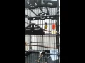 Download Lagu kicauan burung kolibri kelapa ,tembakan rapet