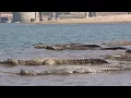 Download Lagu Chambal river crocodiles and gharials