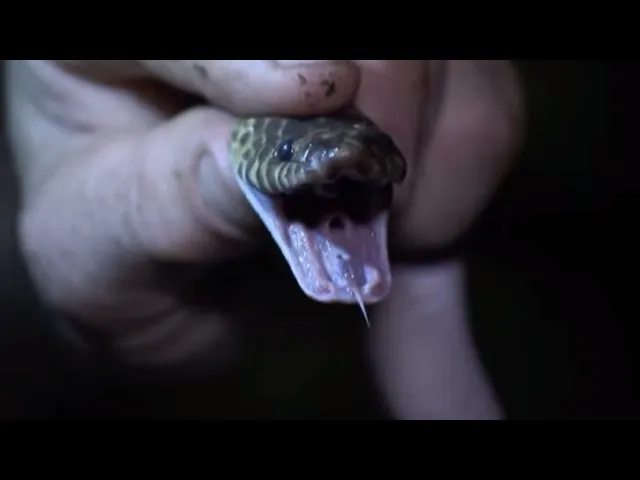 Ground Snake! | Expedition New Guinea | BBC Studios