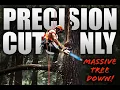 Live Precision Tree Work One Mistake Could Be Fatal