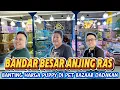 Download Lagu Banting Harga Anjing Ras Di Pet Bazaar Dadakan