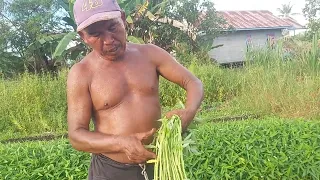 pak mispar transmigran asal banyuwangi yg bertahan di transmigrasi kalimantan utara bulungan