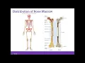 AP1 Online Chapter 7 Bone Tissue