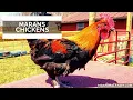 Black Copper Marans Chickens