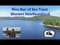 Download Lagu Nice Run of Sea Trout, Western Newfoundland