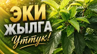 Гилас формасын 3 жылда эмес,бир жылда берип салса болобу?