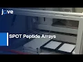 Specificity Analysis-Protein Lysine Methyltransferases Using SPOT Peptide Arrays l Protocol
