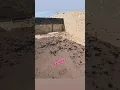 Pooper Scooping Before After Sun City Scoopers El Paso