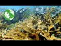 Jewels of the Sea How to Protect Climate Resilient Reefs