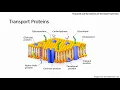Chapter 4 1 Cell Membranes and Transport Phospholipids and Cell Signaling