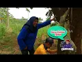 Download Lagu Emak Enah Panen Petai | ENAH BIKIN ENAK (03/09/25)