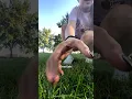 Someone Dumped This Guinea Pig In A Park The Dodo