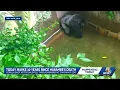 Remembering Harambe Thursday marks 10 years since death of gorilla at Cincinnati Zoo