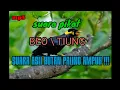 Download Lagu SUARA BEO \\ TIUNG PIKAT ASLI HUTAN KALIMANTAN