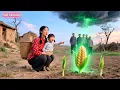 Download Lagu Widow Adopted Abandoned Baby,Seedling Turned Into Wheat Field In 1 Sec!Turns Out She’s A Lucky Star!