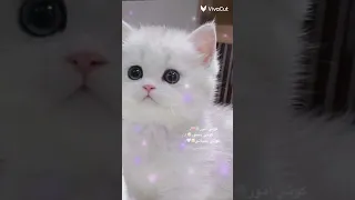 كوتي امور كوتي شطور كوتي يا حياتي يا كيوتي Cute 