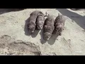 OTTER in the Belgrade Zoo - Vidre u Beo Zoo Vrt-u
