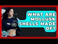 What Are Mollusk Shells Made Of - The Marine Life Explorer