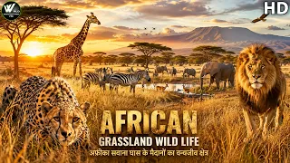 अफ्रीका सवाना घास के मैदानों का वन्यजीव क्षेत्र || African Grassland Wild Life || World Documentary.
