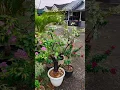 Download Lagu Bougainvillea Combination