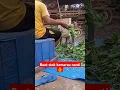 Download Lagu pakan kambing, giling batang singkong