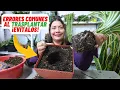 Download Lagu Transforma tu Planta Cinta, Guía Definitiva para un Trasplante Exitoso