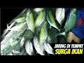 Download Lagu Dijamin PANEN IKAN, Begini Cara Orang Kampung Pasang PUKAT/JARING TERAPUNG _ Fisherman Net Fishing