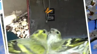 تغريد الطائر النعار ملقب باسم طرنجان 