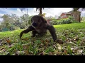 Sloth on the run