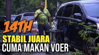 Download cari burung harusnya seperti ini MP3