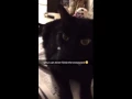 Cats On Crosswords