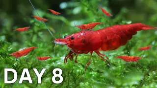 Breeding Shrimp - How Many in 30 Days