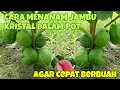 CARA MENANAM JAMBU KRISTAL DALAM POT. AGAR CEPAT BERBUAH
