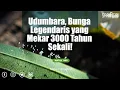 Udumbara, Bunga Legendaris yang Tumbuh 3000 Tahun Sekali!