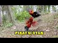 Download Lagu BEGINILAH KALAU AYAM HUTAN NYA MASIH MUDA, CEPAT DATANG TAPI LAMA TAPAU NYA