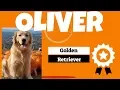 Wilmington Dog Trainers - Board and Train Oliver Golden Retriever