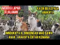 Lagu INDUK KUCING BINGUNG KEMANA MAU MEMBAWA ANAK-ANAKNYA ..‼️