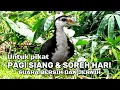 Download Lagu SUARA PIKAT RUAK-RUAK PAGI SIANG DAN SORE HARI 