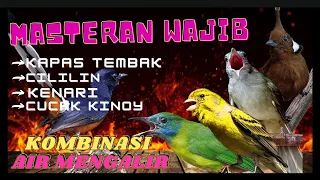 Download MASTERAN WAJIB KAPAS TEMBAK VsCILILIN vs KENARI vs CUCAK KINOY UNTUK MASTERAN MURAI BATU/KACER MP3