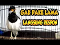 Download Lagu JS PASTI NYAUT,PANCINGAN JALAK SUREN STRES