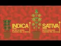 Download Lagu Differences between SATIVA vs INDICA